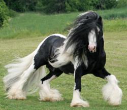 black and white horse, natural horse feed